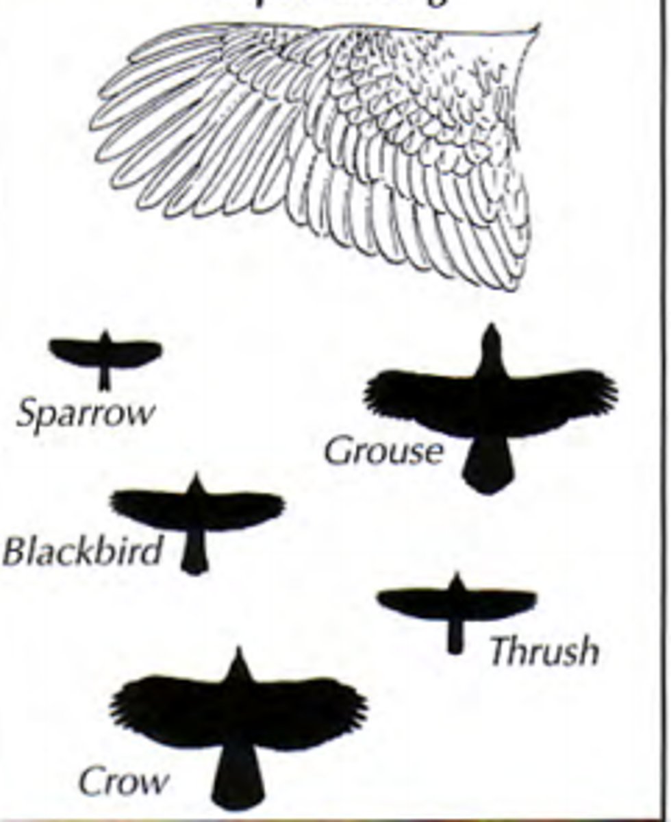 <p>Perfect for bursts of fast and tightly controlled flight but ordinary flight is slow and requires a lot of flapping <br>sparrow and crow</p>