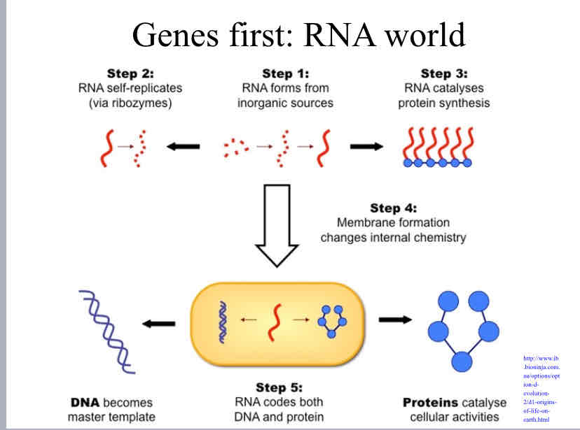 <p>Genes First Hypothesis</p>