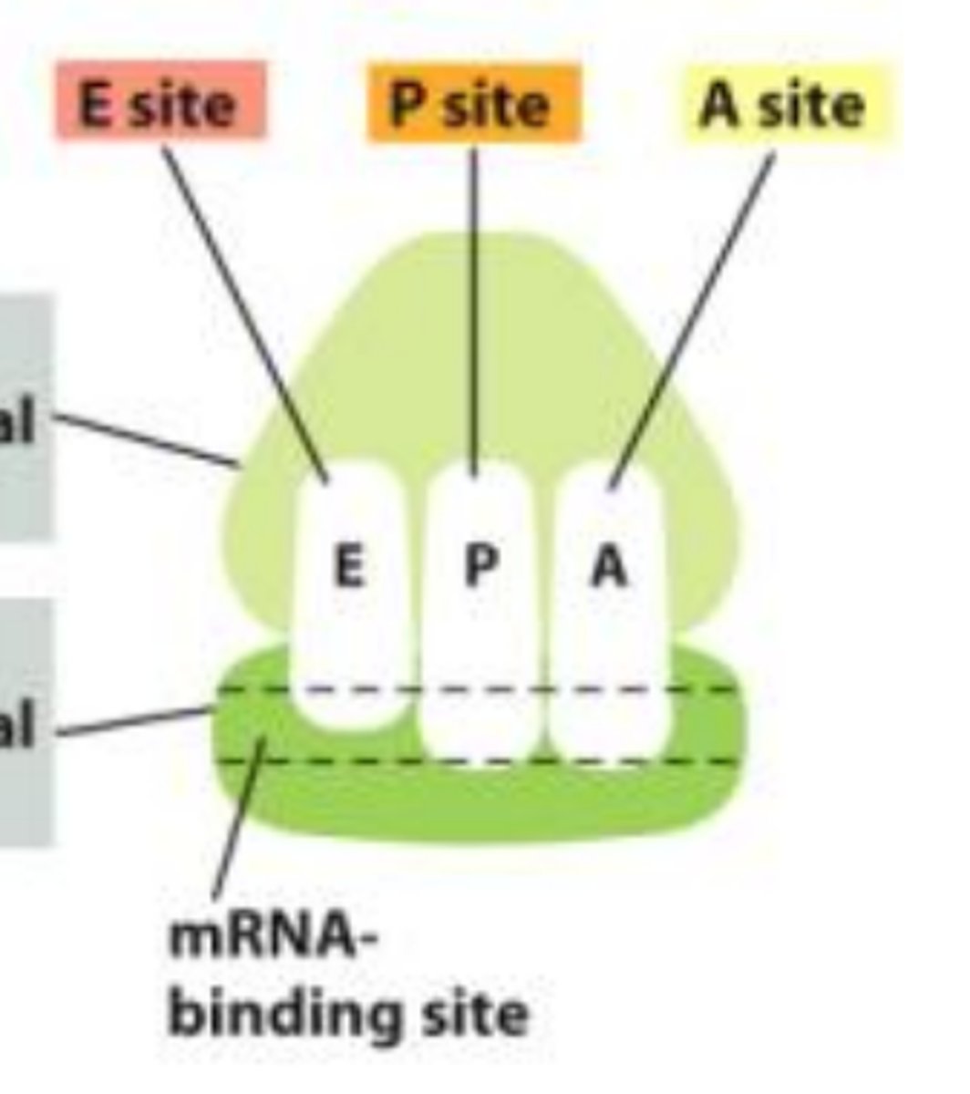 <p>E=exit site (tRNA leaves), P=Peptidyl site, A=aminoacyl site. Progresses A>P>E right to left.</p>