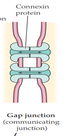 <ul><li><p><span>they occur at discrete spots</span></p></li><li><p><span>very different from all the other junctions because within a gap junction there are <strong>open pores</strong> between cells​</span></p></li><li><p><span>pores are created by connexin proteins</span></p></li></ul><p></p>
