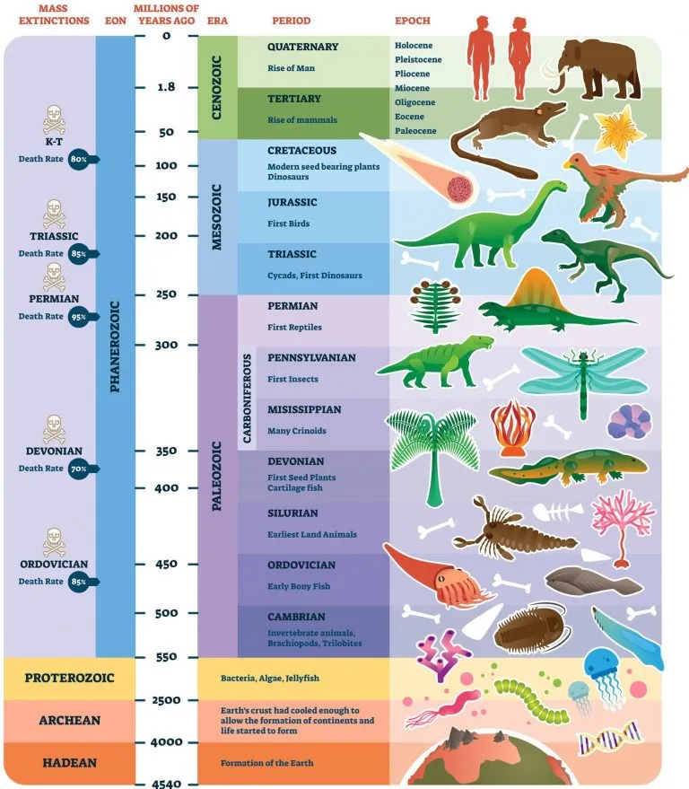 <p>divisions of time, from longest to shortest </p>