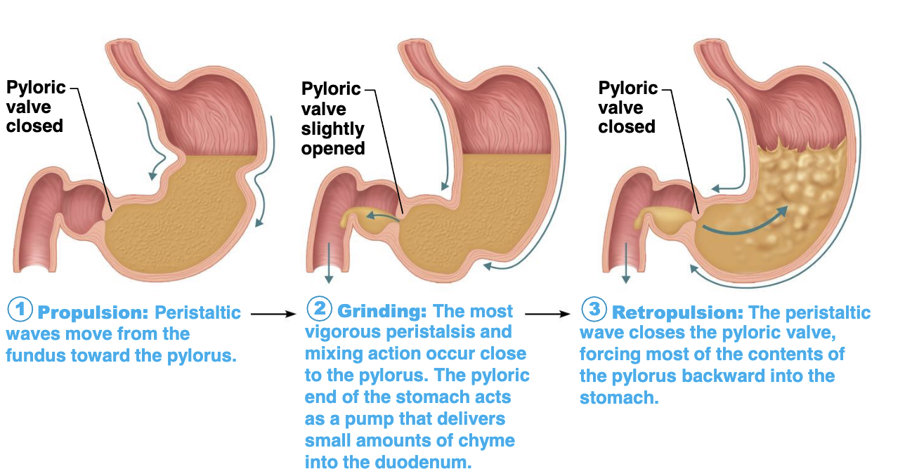 <p>Only about 3ml of liquid will normally enter duodenum per</p><p>contraction</p>