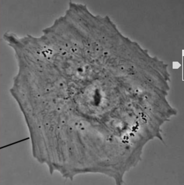 <p>white halo around sample</p>