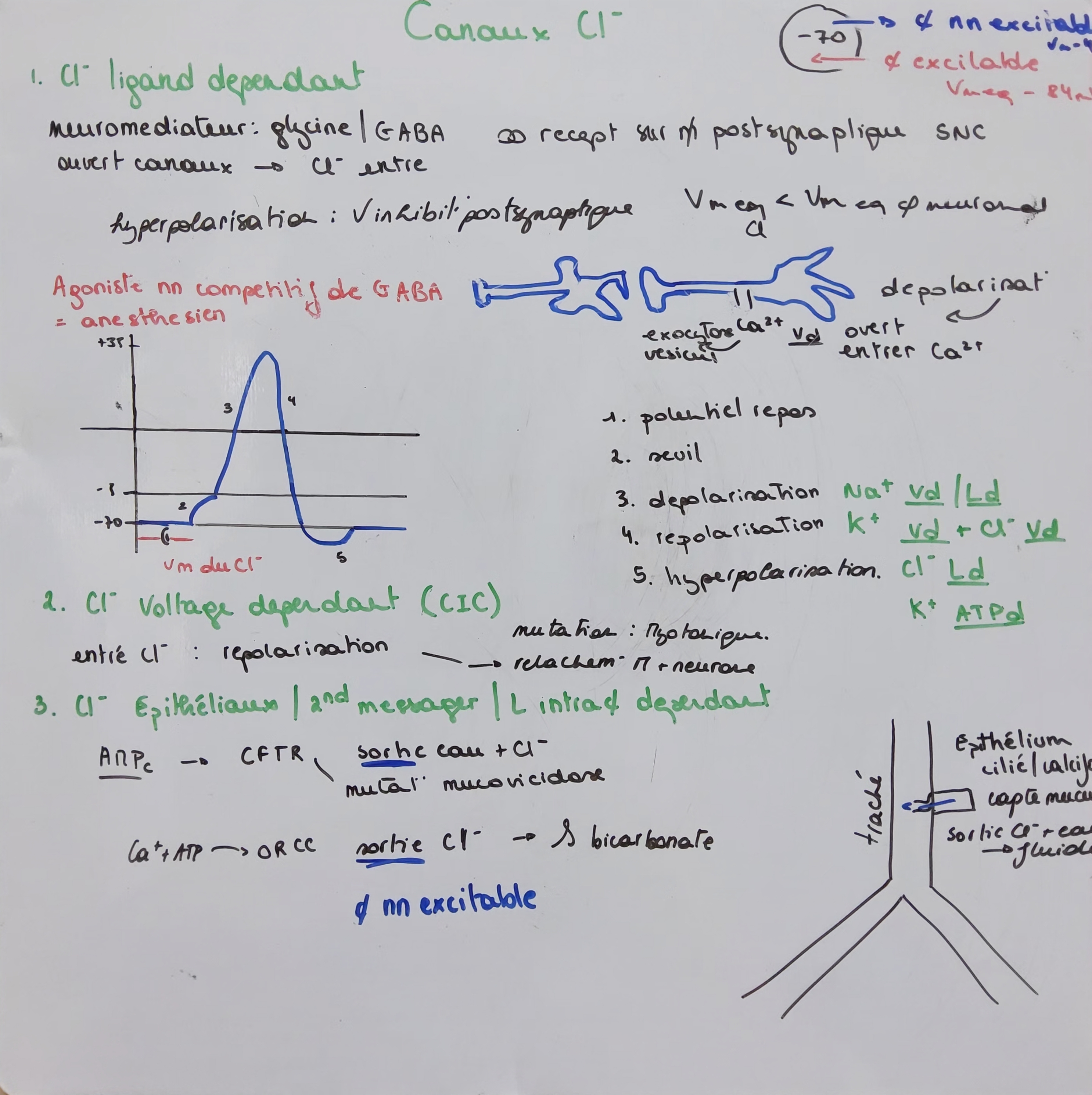 <p class="has-focus is-empty is-editor-empty">3≠</p><ul><li><p class="has-focus">ligant dépendant (glyvine et GABA)</p></li><li><p class="has-focus">voltage dépendant (CIC)</p></li><li><p class="has-focus">épithéliaux (CFTR et ORCC)</p></li></ul><p></p><p class="is-empty has-focus">entre si cell excitable</p><p class="has-focus">sort si cell nn excitable</p>