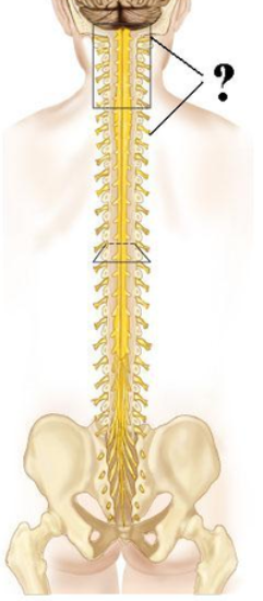 <p><span><span>Identify the indicated structures.</span></span></p>