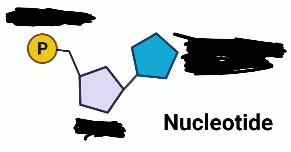 <p>What are the parts of a nucleotide?</p>