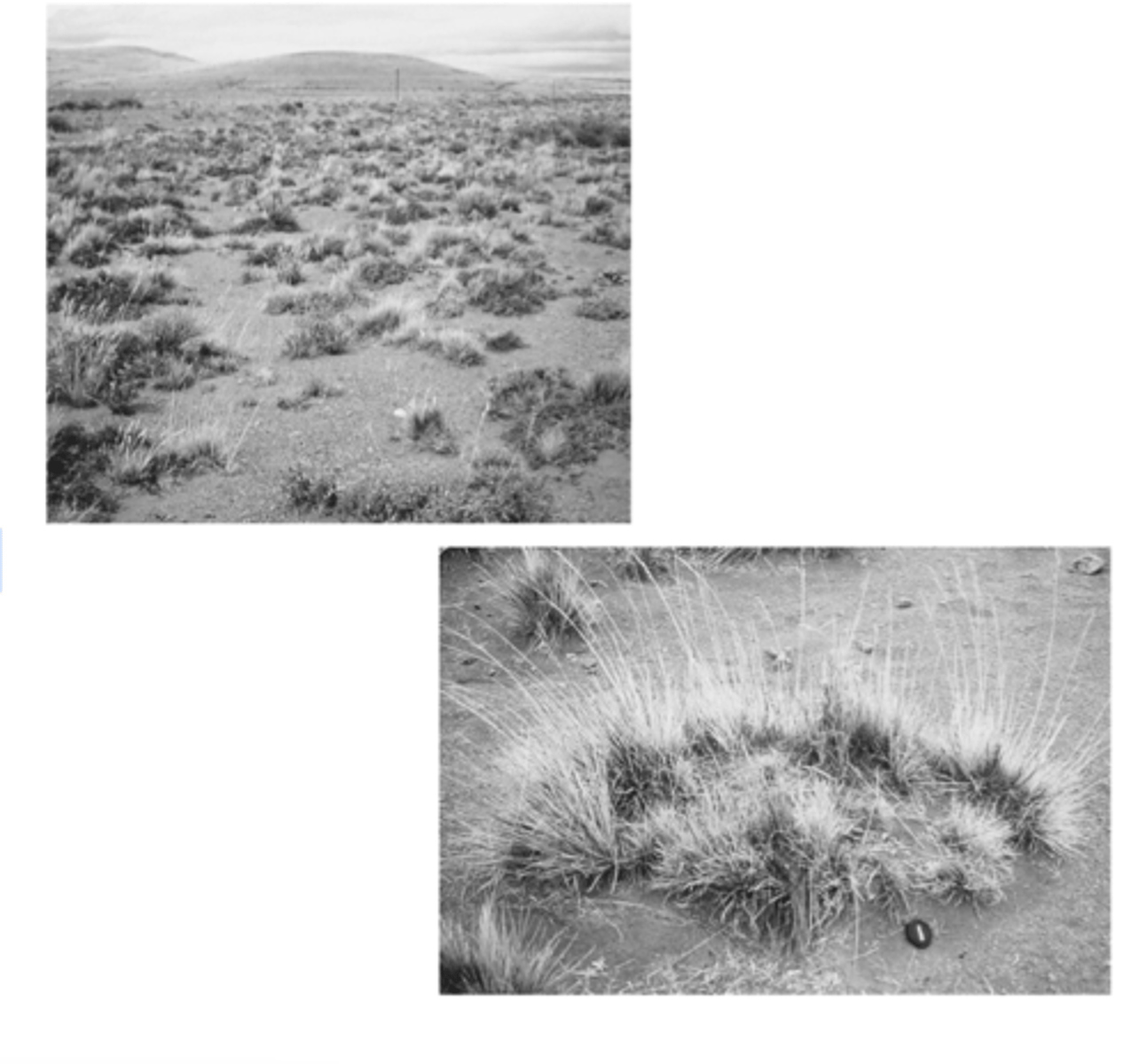 <p>Soil organic matter mainly comes from dead plant roots and leaves, and burrowing organisms help mix this material into the soil; the acidity of the organic matter controls how fast it decomposes, and the end product of this decomposition is humus, a dark, nutrient-rich, stable material that greatly improves soil fertility.</p>