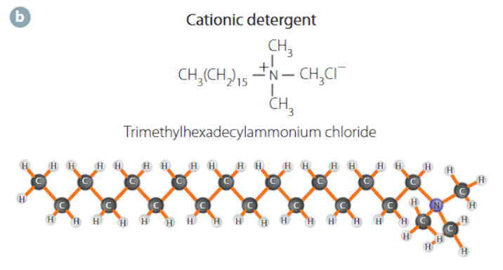 <p>the head group is cationic with a hydrocarbon tail</p>