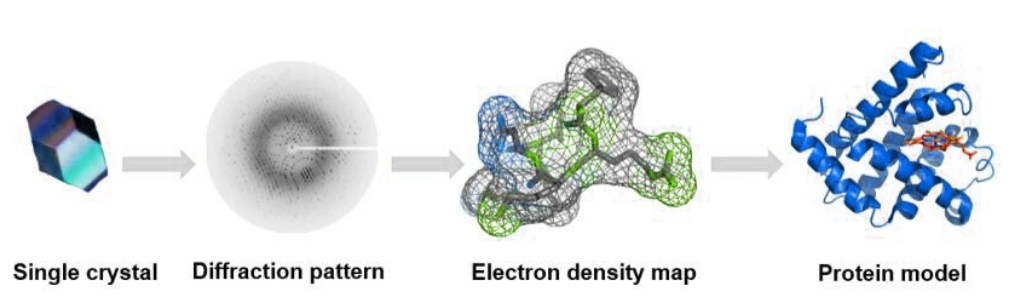 <ul><li><p>determine 3D structure of biomolecules by analyzing diffraction pattern of X-rays passing through a crystal of molecule</p></li><li><p>provides atomic-level detail, crucial for understanding biological processes and designing drugs</p></li><li><p>diffraction pattern is analyzed to determine e- density distribution within crystal</p></li><li><p>e- density map reveals positions of atoms and allows for construction of 3D model of molecule</p></li><li><p>high resolution, ability to study small/large structures, ability to reveal fine atomic details of well-ordered macromolecules</p></li><li><p>requirement for high-quality crystals, static view of molecules, not in solution structure (crystal contacts)</p></li></ul><p></p>