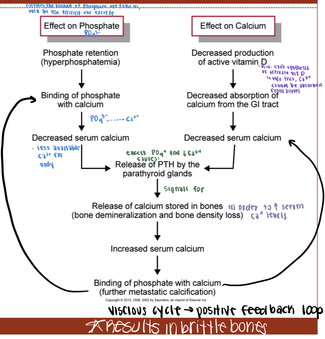 <ul><li><p>Hyperphosphatemia: elevated PO4- in the BS; kidney’s inability to excrete </p></li><li><p>Hypocalcemia: decreased Ca2+ in the BS</p><ul><li><p>Due to the kidney’s inability to synthesize and activate vit D, resulting in Ca2+ binding to excess PO4- </p></li></ul></li></ul><p></p>