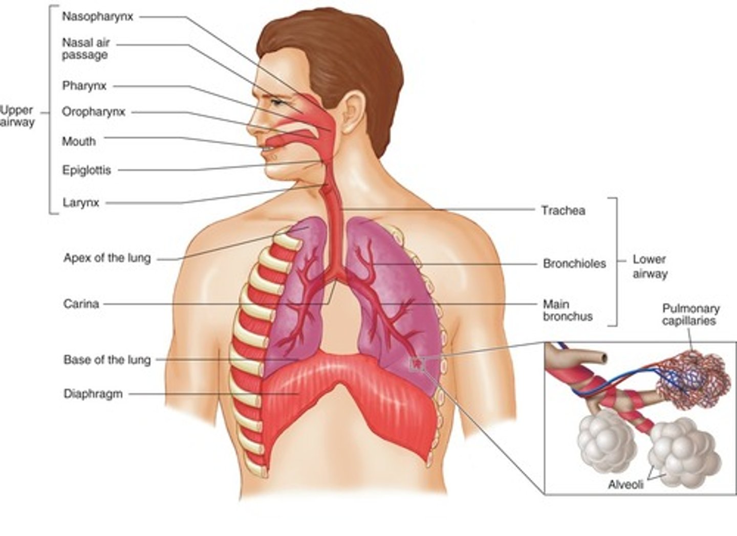 <p>Trachea (windpipe): conduit for air entry into the lungs; divides at the carina into two main stem bronchi, right and left</p><p>Bronchioles: dilate and constrict as oxygen passes through them</p><p>Small bronchioles connect to alveoli: site of oxygen and carbon dioxide exchange</p><p>Thyroid cartilage (adam's apple): forms the anterior part of the larynx</p><p>Cricoid cartilage: immediately below the thyroid</p><p>Cricothyroid membrane</p>