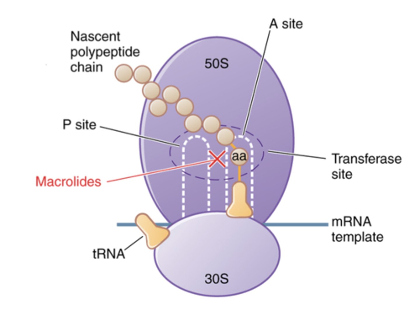 <p>MOA: inhibit bacterial ribosome</p><p>Bacterial and mammalian ribosomes are similar but different enough that drugs are selective for the pathogen:</p>