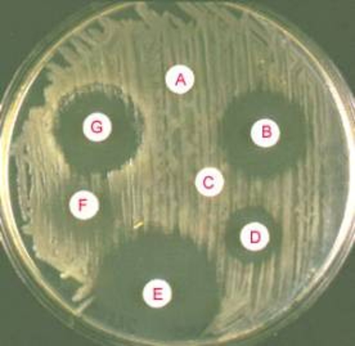 <p>A disc soaked with water and no disinfectant on can be used as a control to compare with discs that have been dipped in disinfectant</p>