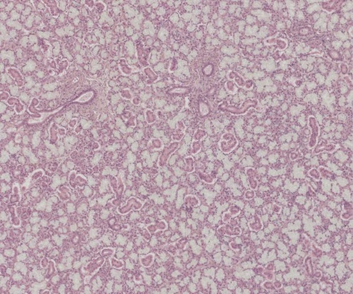 <p>Name the organ</p>