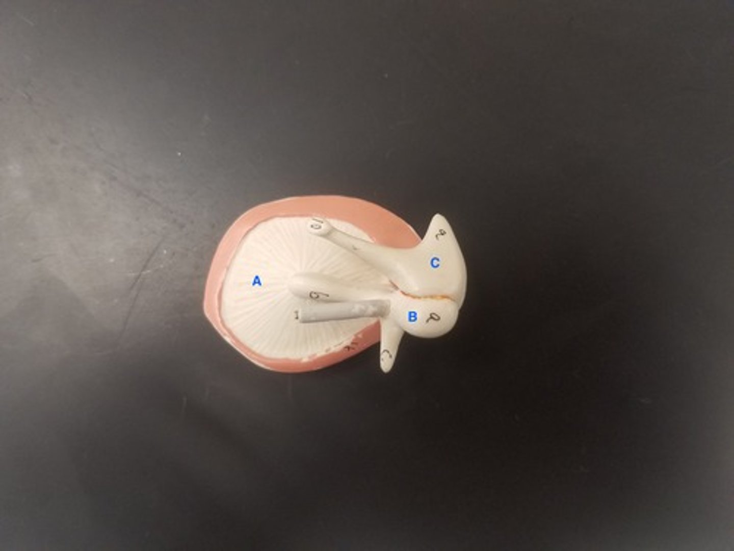 <p>Identify Structure C</p>