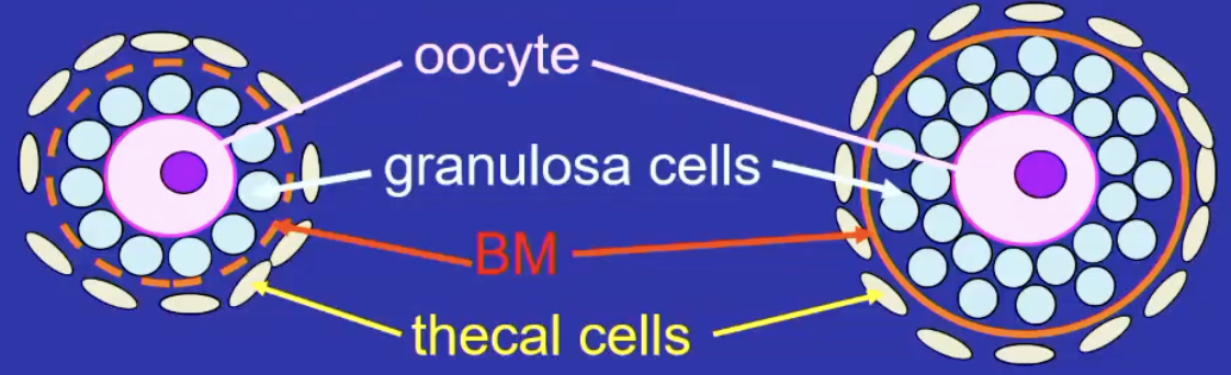 <p>follicle with multiple layers of granulosa cells and a basement membrane</p><p>forms the zona pellucida, a glycoprotein-rich ECM between oocute and granulosa cells</p><p>theca cell layer surrounds the granulosa layer externally</p><p>avascular inside the basement membrane</p>