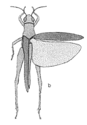 <p>Grasshoppers, Locusts, Crickets</p>