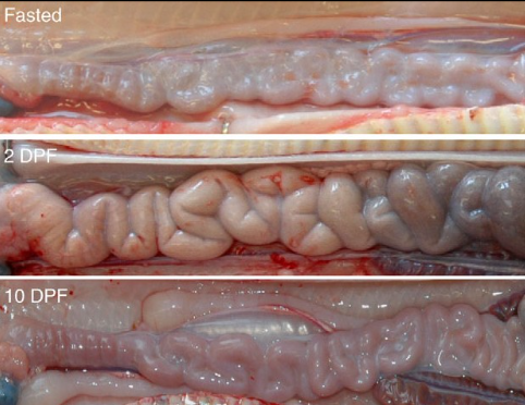 <ul><li><p>Small intestine of similar-size pythons fasted, or at 2 and 10 days postfeeding (DPF). By 2 DPF, intestine in diameter due to hypertrophy of the epithelial cells; response reversed by 10 DPF</p></li></ul><p></p>