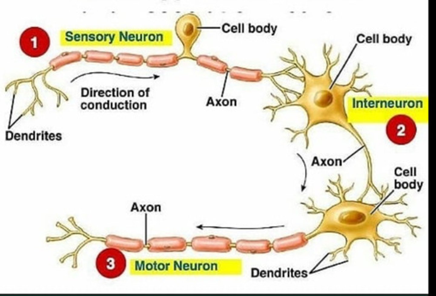 <p>receive/analyze input from one set of neurons and send/communicate with other neurons</p>