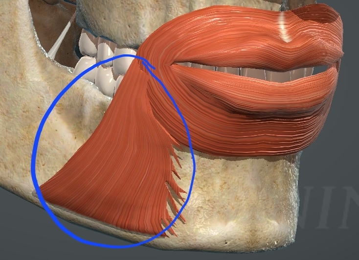 <p>What is this muscle?</p>