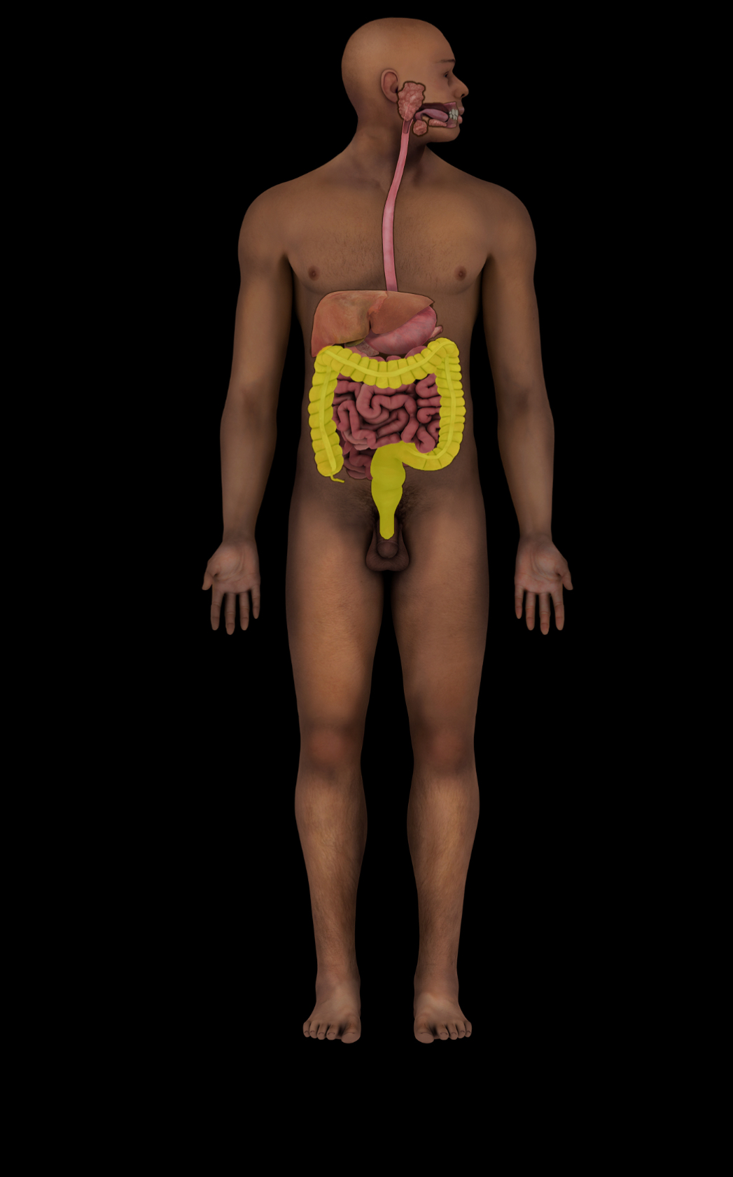 term image