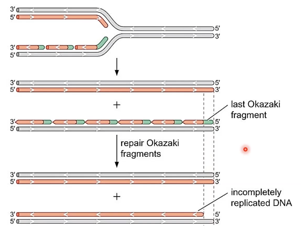 <p>the synthesis of the lagging strand results in incompletely replicated DNA due to RNA primer being removed from the last Okazaki fragment but there isn’t a 3’ end to synthesize DNA to replace the removed RNA ∴ if this problem isn’t resolved, as DNA replicates, it gets shorter and shorter</p>