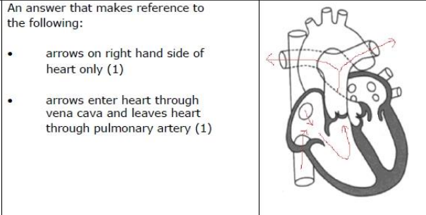 <p>Atrial systole </p>