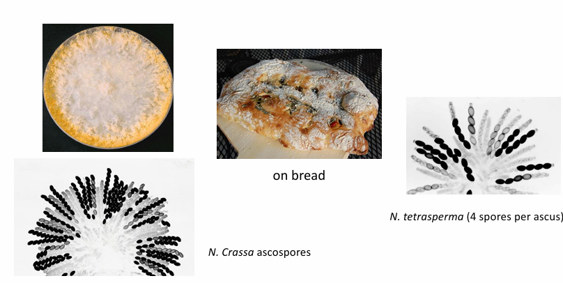 <p>Neurospora (N. crassa) and Sordaria (S. fimicola)</p>