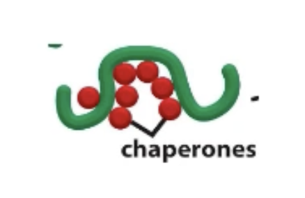 <p>They are bound by chaperones in the cytosol to hold in unfolded state!</p><p>OR</p><p>If it does fold up first, chaperone proteins can hydrolyze ATP to unfold the protein</p><p>MOST COMMON CHAPERONE: Hsp70</p>