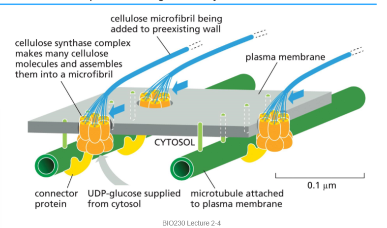 <p>microtubules</p>