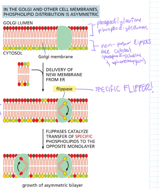 <p>In the golgi and other cell membranes, it ensures that specific phospholipids stay on each monolayer. This can result in the asymetric growth of the PHOSPHOLIPID BYLAYER!!</p>