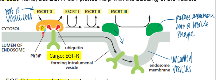 <p>sorting signal: mono-ubiquitin (polyubiquitin targets protein for degradation) </p><p>receptor to detect the signal: ESCRT-0 </p><p>vesicle coat: none, but ECRT complexes help with the budding of the vesicle </p>