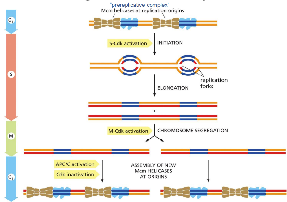 <p>What are the stages of replication during the different steps of the cell cycle (DON’T LOOK AT THE IMAGE RN)</p>