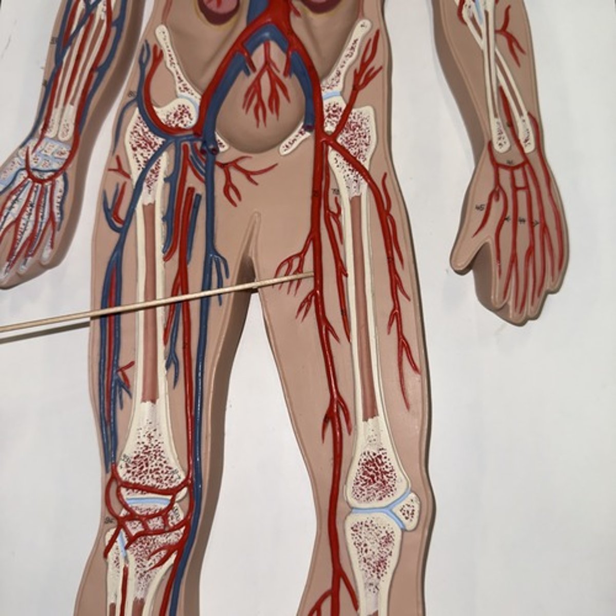 <p>Identify the structure.</p>