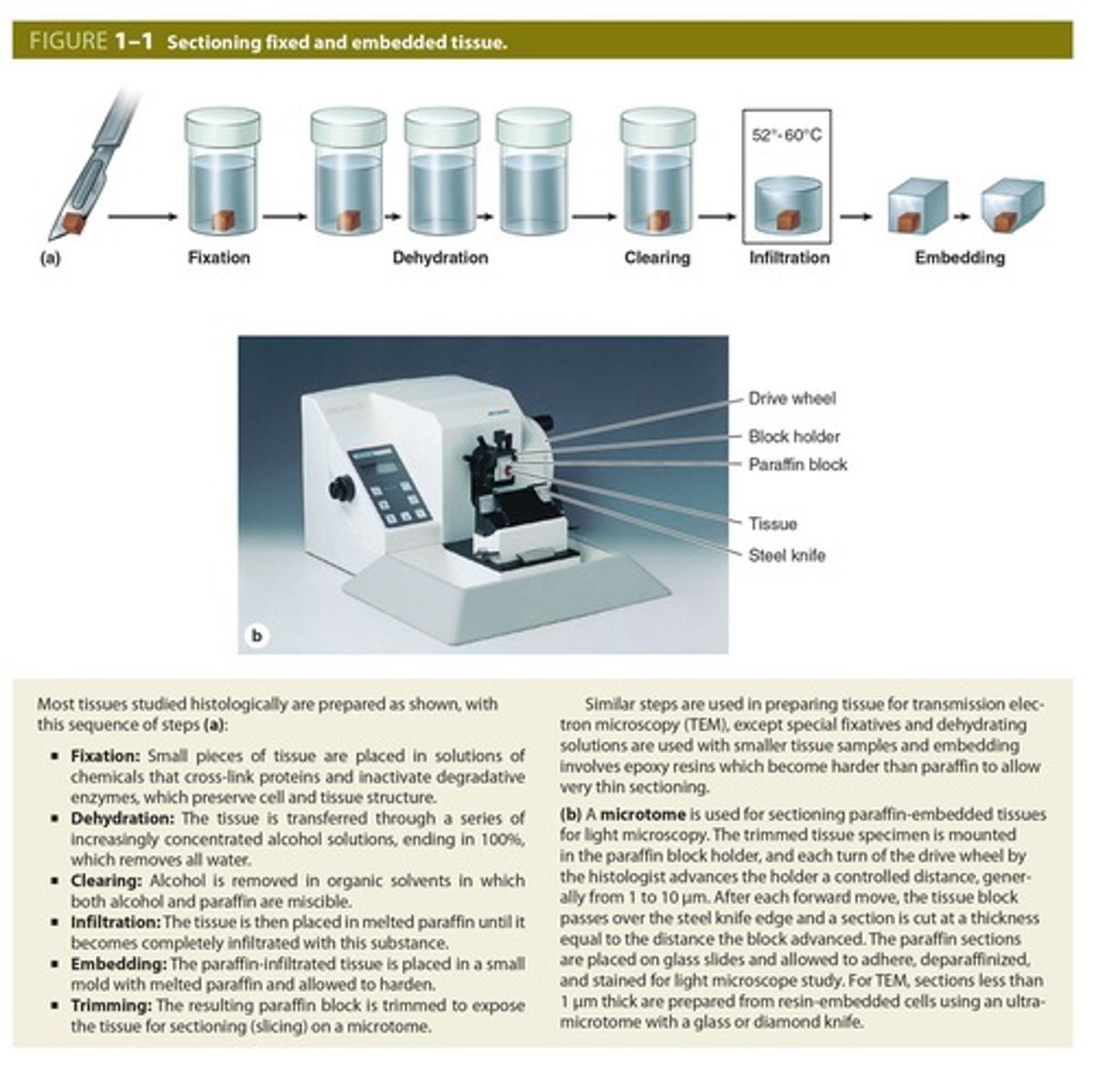 <p>- embedded in paraffin or frozen section</p><p>- Sections are cut into thin slices</p><p>- Sections must be stained with dyes before they can be examined by pathologist</p>