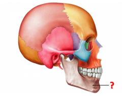 Identify this bone.
(please note, the color scheme has changed for this view)