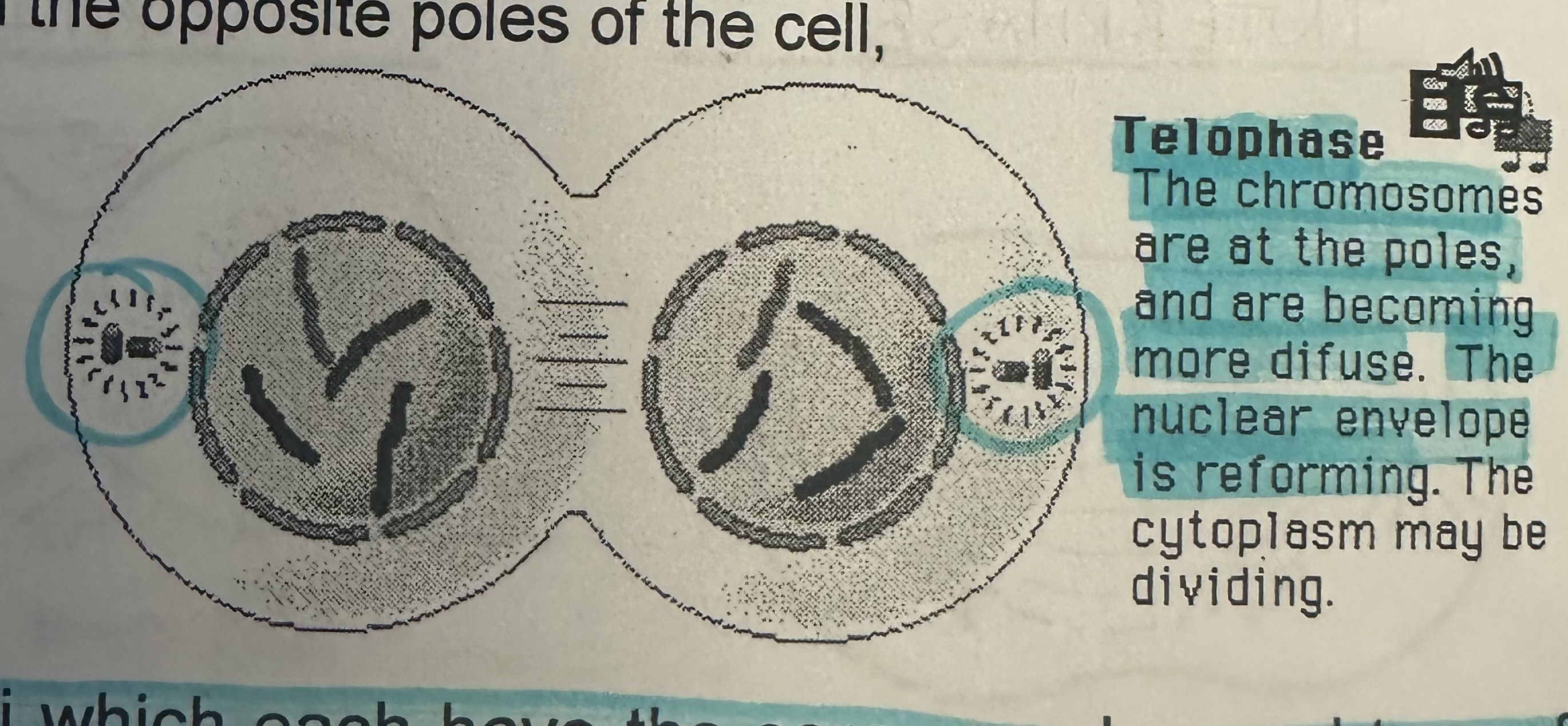 <p>4th and final stage of mitosis</p><p>Spindle fibers disappear. </p><p>A nuclear membrane reforms around each set of individual chromosomes as they start to uncoil and become CHROMATIN. </p><p>NUCLEOLI reform in each daughter cell nucleus.</p>