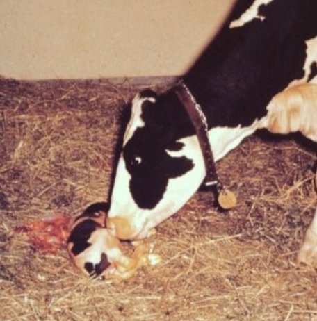 <p>due to autolysis or a rudimentary inflammatory response (immature immune system)</p>