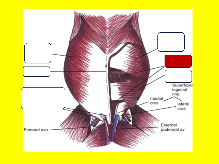<p>Label the muscle</p>