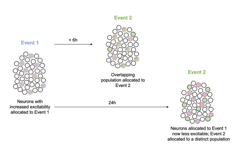 <ul><li><p>relatieve prikkelbaarheid:</p><ul><li><p>neuronen die prikkelbaarder zijn dan buurcellen, worden eerder geïntegreerd in engram → creëert basis om nieuwe informatie te koppelen aan eerdere ervaringen</p></li><li><p>verhoogde prikkelbaarheid in engramcellen wordt enkele uren na ervaring gehandhaafd</p></li><li><p>ophalen van herinneringen activeert tijdelijk de engramcellen opnieuw</p></li></ul></li><li><p>ophalen van herinnering opent reconsolidatie-window van enkele uren</p><ul><li><p>hierin kunnen interventies van het geheugen wijzigen → kan daardoor bijgewerkt worden met nieuwe informatie</p></li></ul></li></ul><p></p>