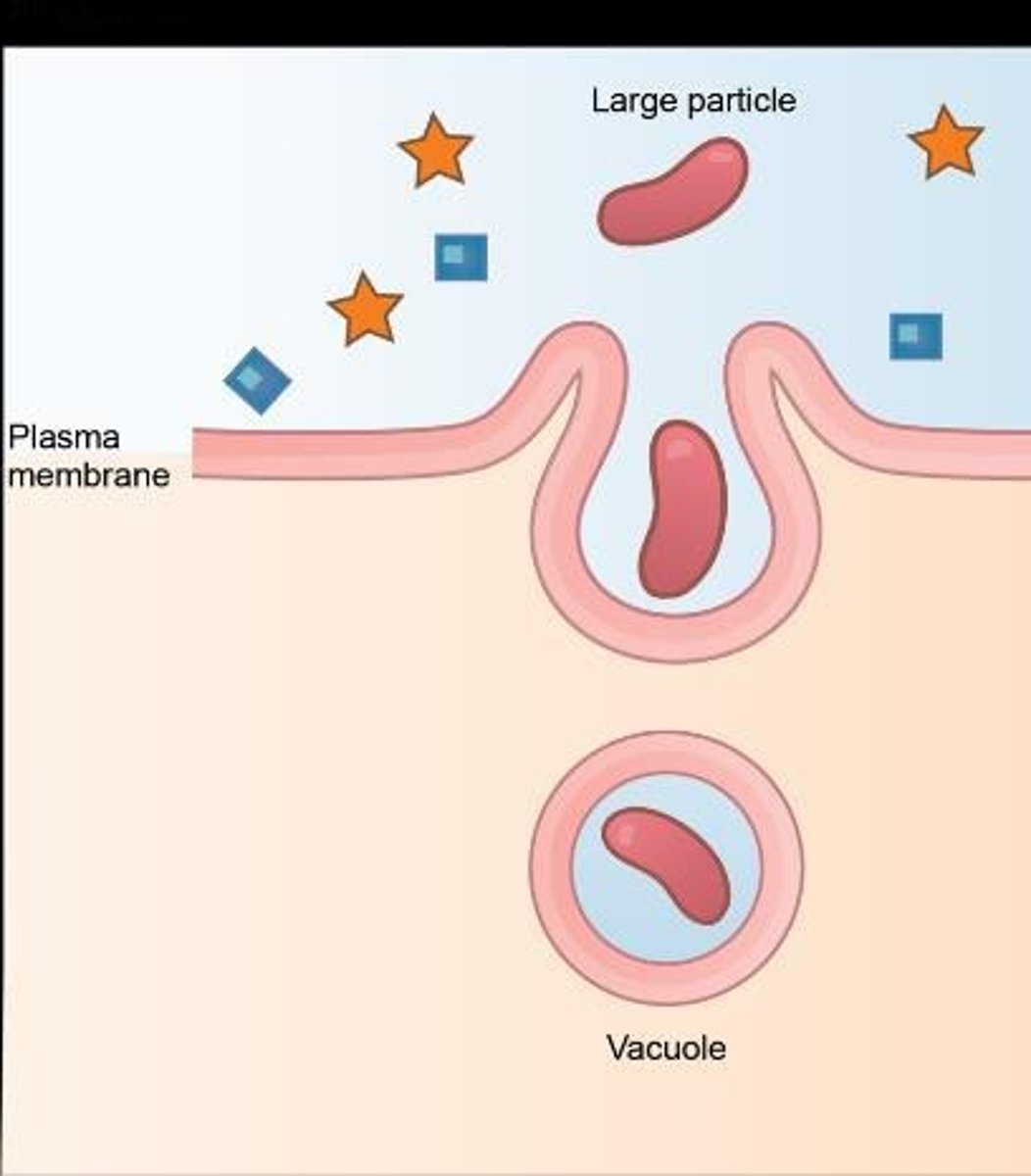 <p>Cellular eating; engulfs large particles.</p>
