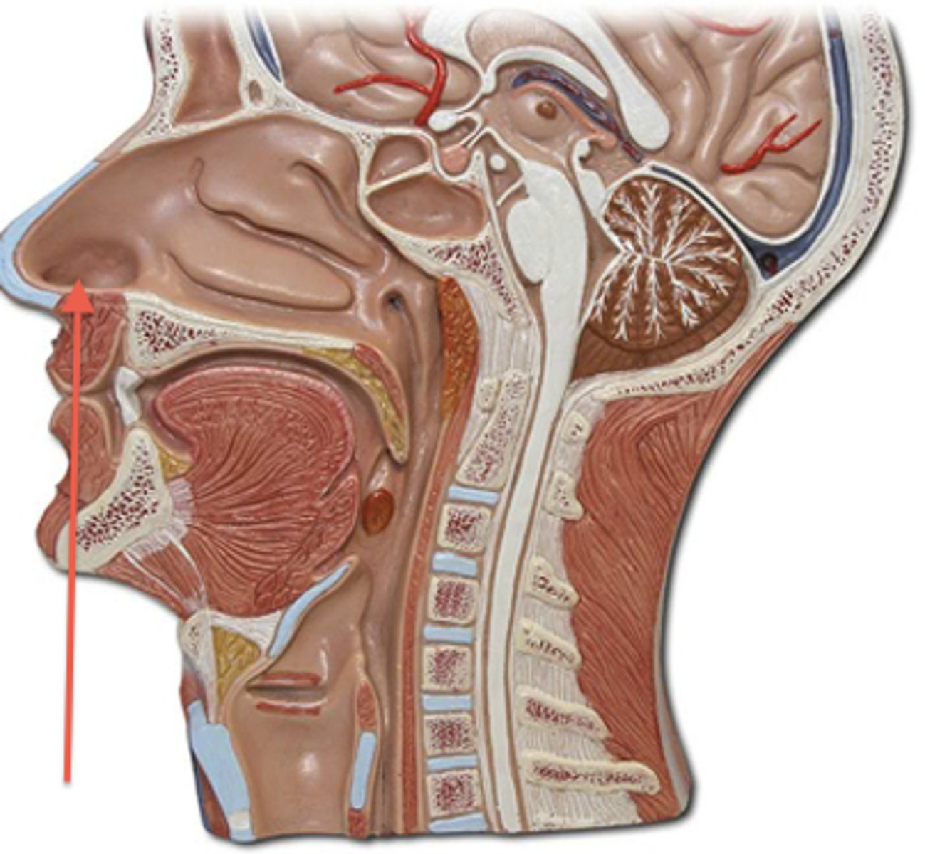 <p>Made up by the nares, which is the opening between the nose and nasal cavity</p>