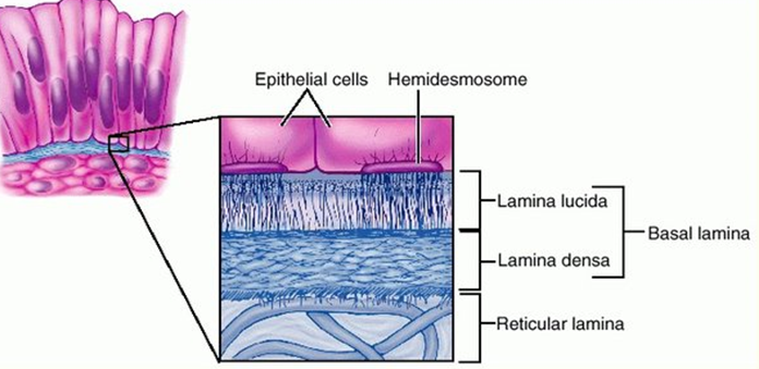 <p>lamina basala si cea reticulara</p>