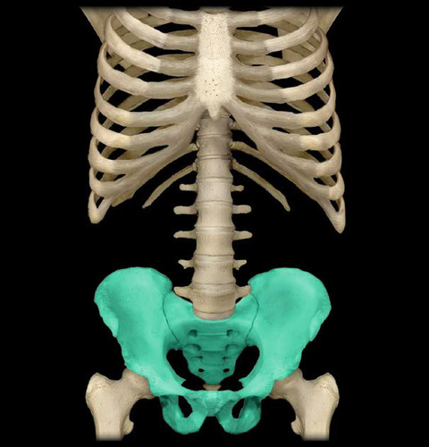 <p>hip bone as well as the sacrum and coccyx of the spinal column</p>
