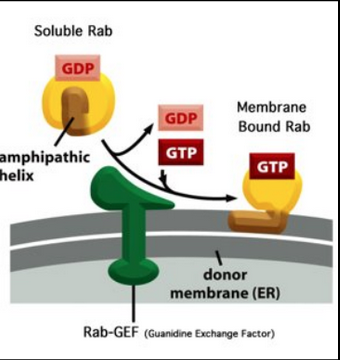 <ul><li><p><span style="background-color: transparent; font-family: "Times New Roman", serif;"><span>The subcellular localization of various forms of PIs is governed by the presence of lipid kinases and phosphatases. This reflects the fact that different organelles have different levels/forms of kinases and phosphatases. Almost all of the kinases and phosphatases are on the cytosolic side of the organelle. Some of these proteins are integral, while some are peripheral membrane proteins.</span></span></p></li><li><p><span style="background-color: transparent; font-family: "Times New Roman", serif;"><span>Rab-GEF present in the “donor” membrane</span></span></p></li><li><p><span style="background-color: transparent; font-family: "Times New Roman", serif;"><span>Phosphatases and kinases are organelle specific</span></span></p></li></ul><p></p>