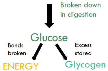 <ul><li><p>It is made up of saccharides/sugars.</p></li><li><p>It is the body’s main energy source.</p></li><li><p>It is broken down into glucose.</p><ul><li><p>Bonds in glucose broken down to release energy.</p></li><li><p>If glucose is not immediately broken down, it is stored as glycogen.</p></li></ul></li></ul><p></p>
