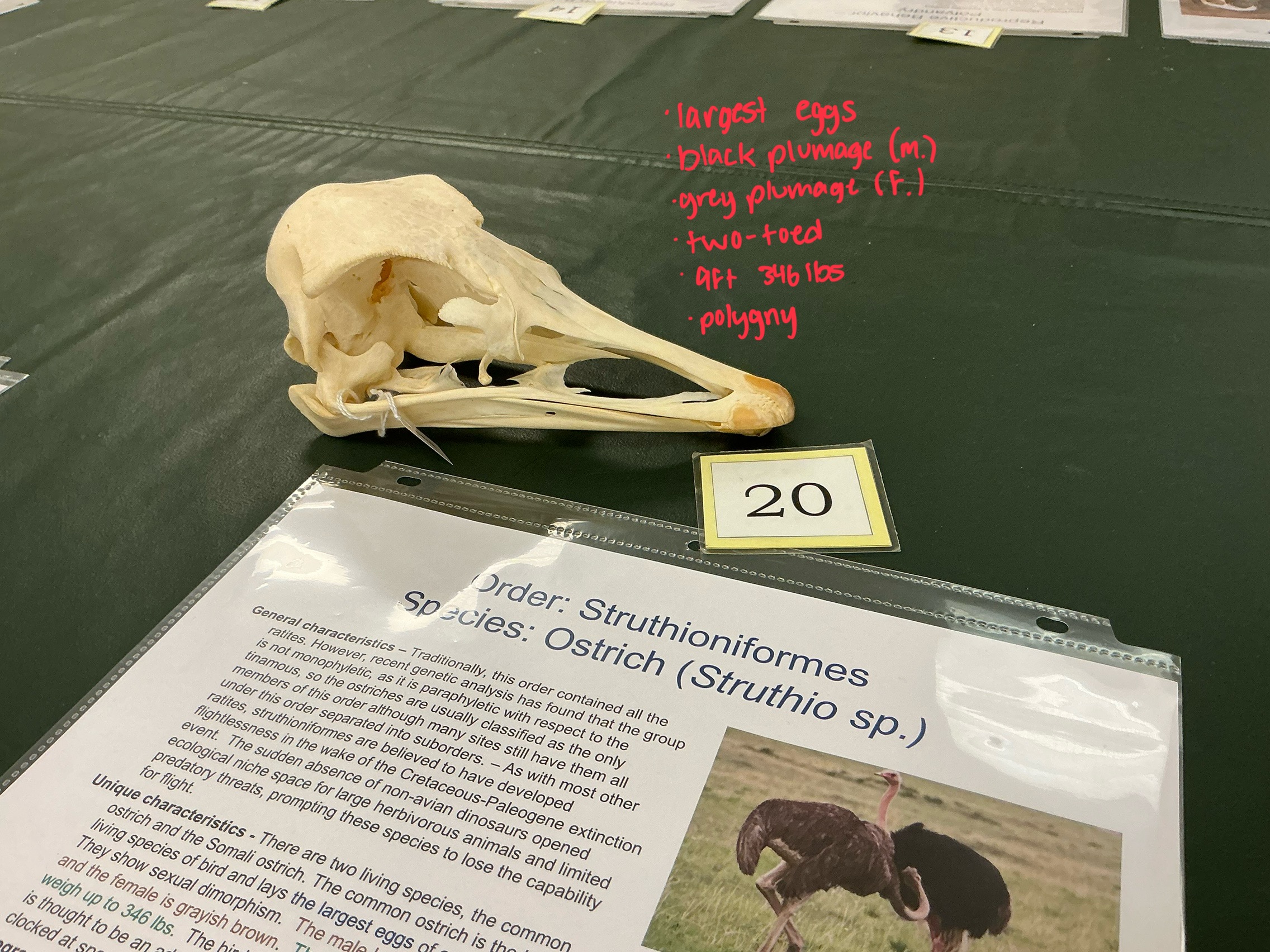 <p>What makes Ostriches unique? How to tell make and female apart?</p>