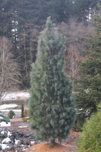 <p>Pinus strobus</p>