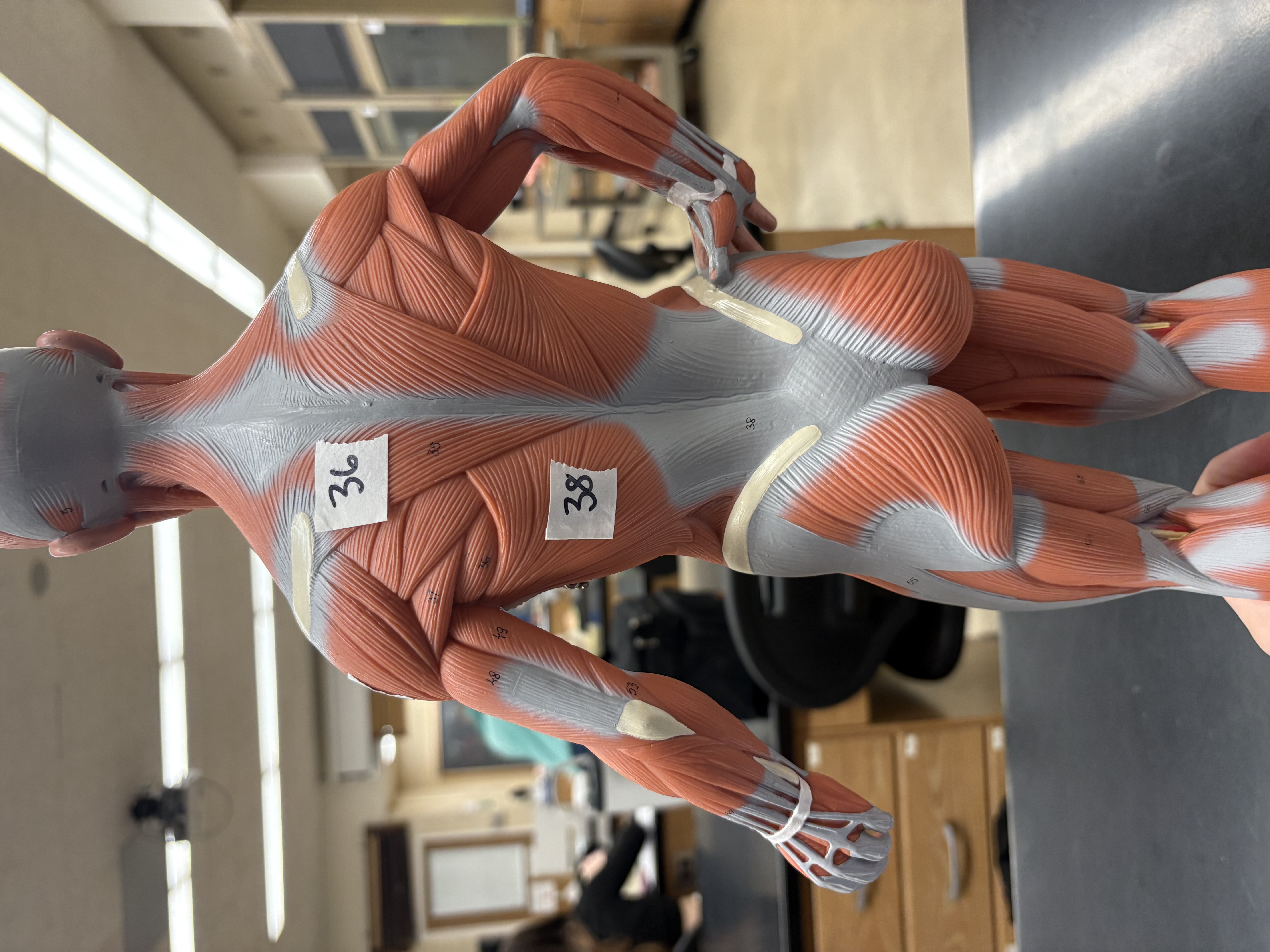 <p>shoulder/ arm extension, adducts and medially rotates arm</p>