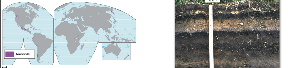 <p><strong>andisol characteristics</strong></p>